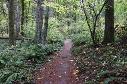 Summit Loop Trail may have areas where foliage restricts the width of the trail